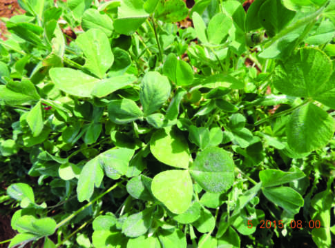 Trifoglio incarnato, opportunità per l’alimentazione delle bovine trifoglio