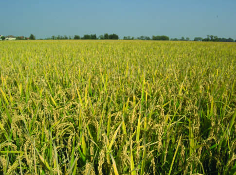 Riso, disponibilità di agrofarmaci un nodo tutto da sciogliere riso