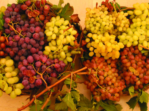 La competitività passa dalle varietà di uva senza semi uva