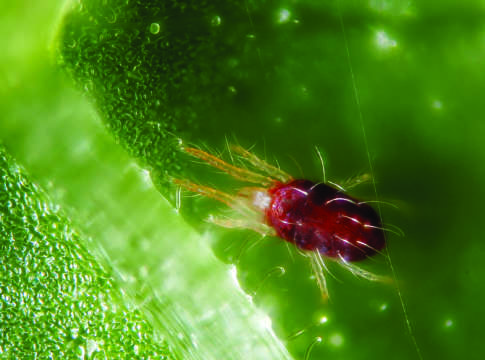Allarme ragnetto rosso, un ritorno sgradito ragnetto rosso