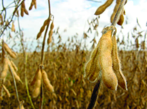 Soia, superfici al top degli ultimi 20 anni soia