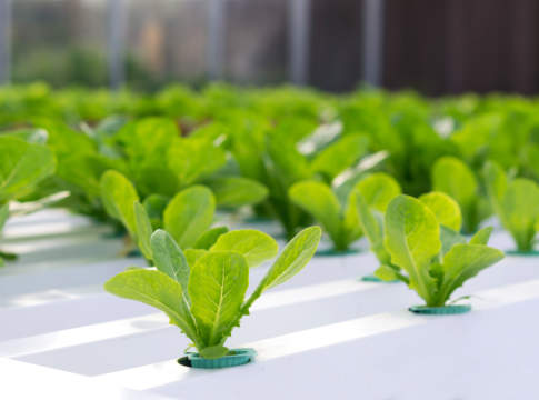 Giappone, arriva la fattoria governata da robot fattoria