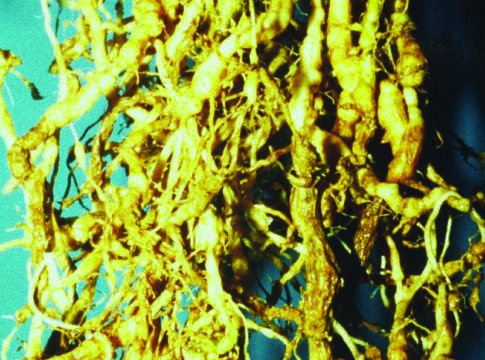 Una risposta microbiologica ai nematodi delle radici nematodi