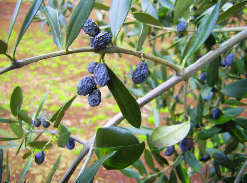 Disseccamenti e Xylella non è un binomio fisso Xylella