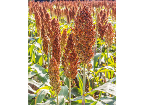 Sorgo da granella gli ibridi più performanti Sorgo