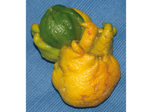 Agrumi, olio minerale per scrostare la fumaggine fumaggine