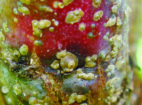 Scovare le cocciniglie nella corteccia dei fruttiferi cocciniglie