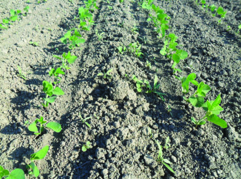 La soia e l’invasione dell’amaranto “alieno” soia