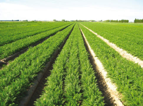 Un seme, una carota grazie alla mini-pillola Carota