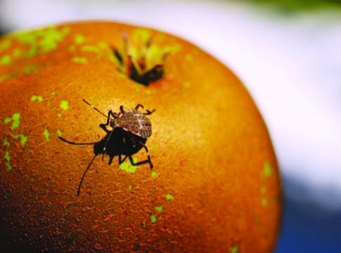 Cimice asiatica, una strategia da mettere a punto Cimice