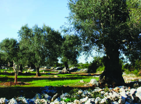 Muretti a secco “agroambientali”, ma troppo cari www.terraevita.it