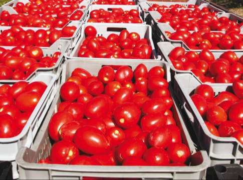 Pomodoro, Confagri chiede certificazione etica commerciale italtom