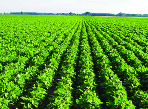 Colture bio proteiche, buono l’andamento dei prezzi biologiche