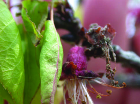 Dopo i nubifragi occhio alla monilia monilia