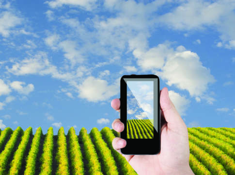 Viticoltura sprint & stop, un comparto a due velocità comparto