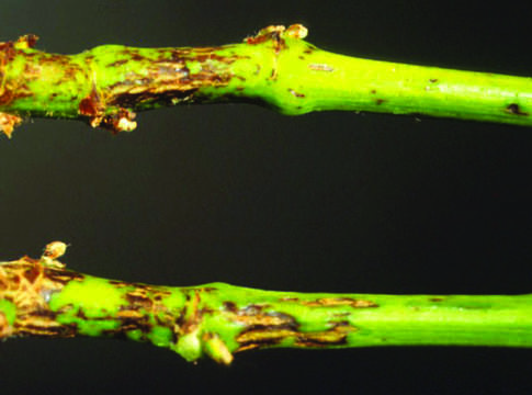 Escoriosi, i vitigni sensibili Escoriosi