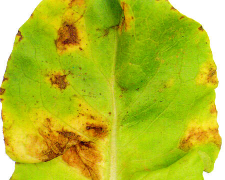 Lattuga, peronospora e batteriosi lattuga