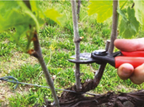 Rifinitura posticipata della potatura invernale della vite potatura