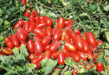 pomodoro