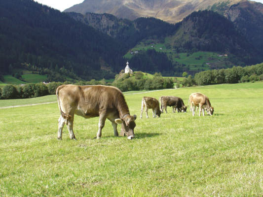ammissibilità dei pascoli