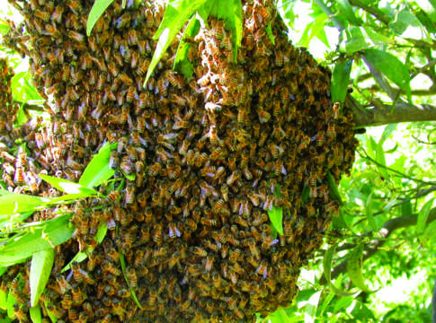 Trattamenti fitosanitari e tutela degli impollinatori trattamenti