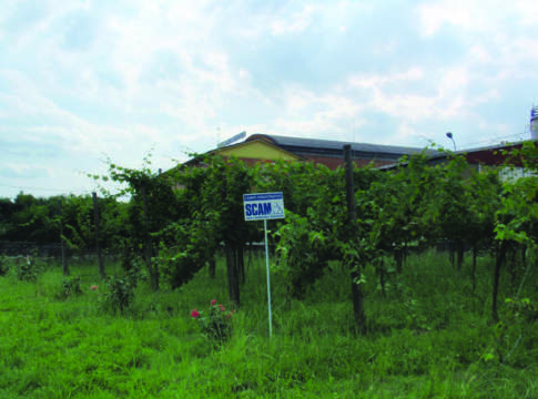 Cantine Riunite & Civ, un valore creato dai soci cantine