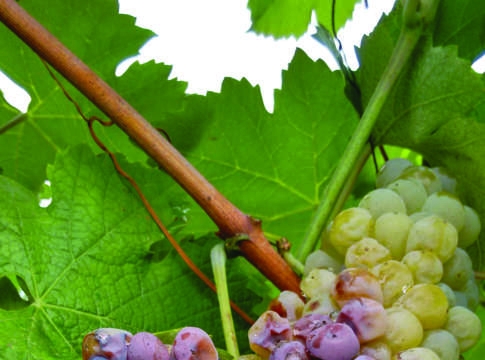 New entry tra gli insetti, funghi sempre più precoci insetti