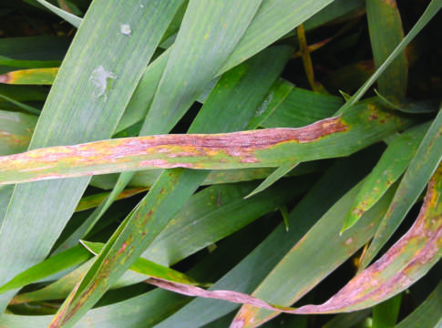 septoria