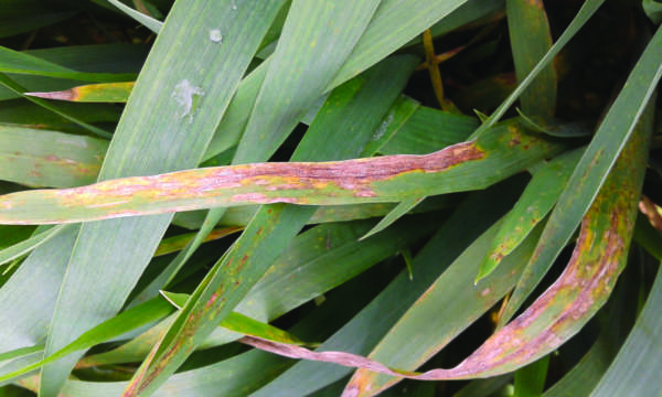 septoria