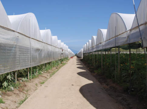 Obiettivo per le serre una ventilazione superiore ventilazione