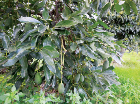 L’avocado in Sicilia è ormai una solida realtà avocado