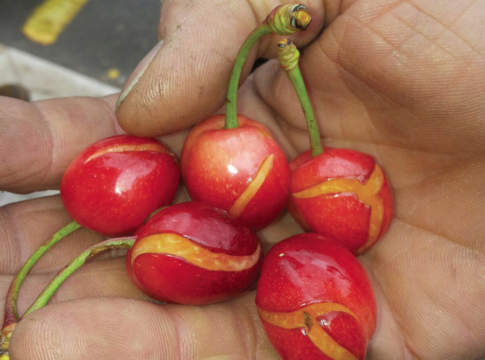 Assicurazioni, al via le domande di rimborso per la campagna 2015