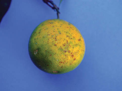 Agrumi, il controllo dell’Aonidiella Aonidiella