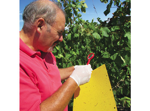 Nuovi approcci per il monitoraggio degli organismi dannosi organismi