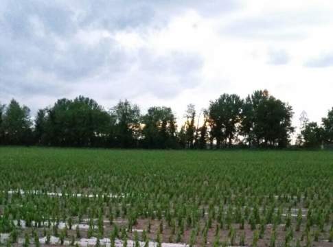 Grandine sul mais, inizia la conta dei danni grandine