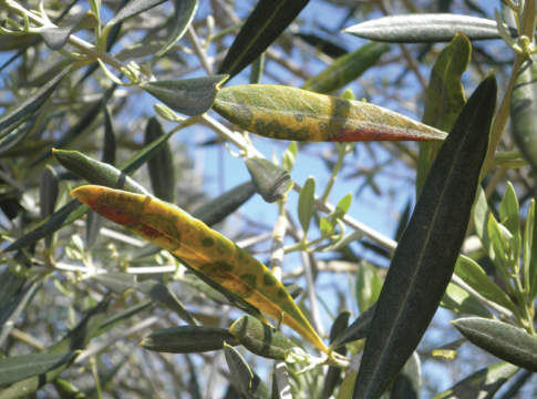 Cicloconio dell’olivo cicloconio