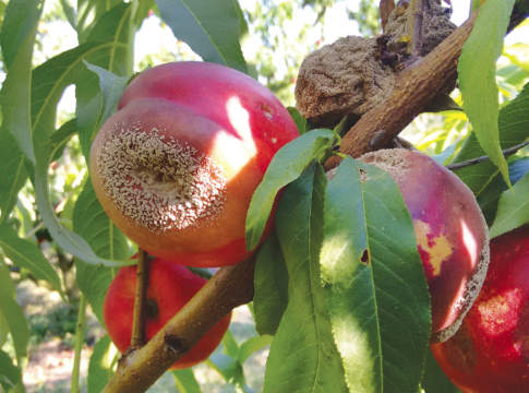 Monilinia fructicola, gestione guidata dei trattamenti precoci monilia