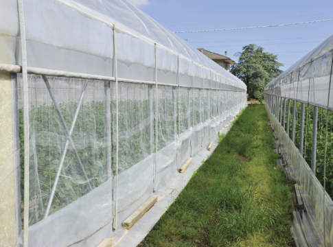 Specializzarsi e diversificare, l’obbligo dei piccoli produttori diversificare