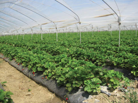 Forzatura frutteti, nuova opportunità frutticoltura