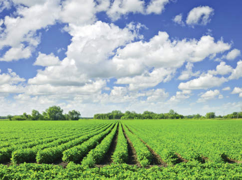 Il greening vale il 50,12% del pagamento di base greening