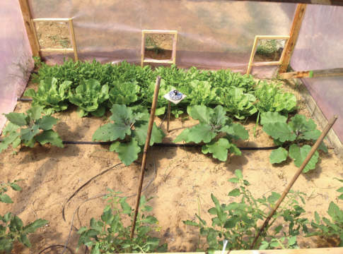 Film fotoselettivi, un ruolo strategico per la qualità film