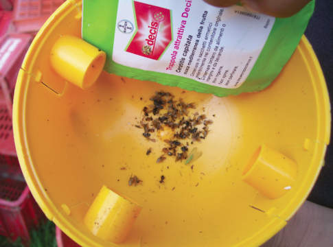 Mosca della frutta in trappola mosca