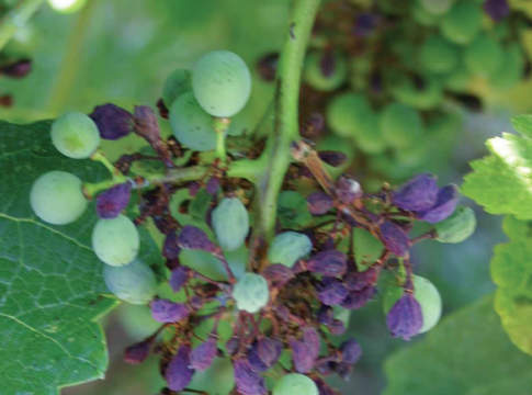 Peronospora e oidio, momento critico peronospora