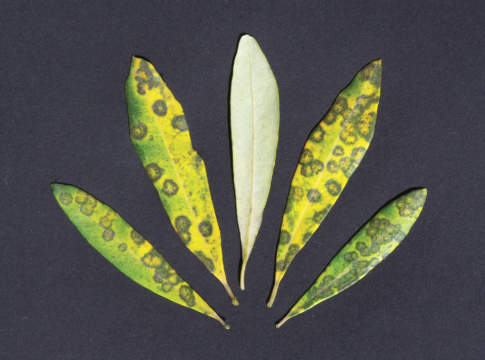 Olivo, l’inverno mite lascia in dote il Cicloconio Cicloconio