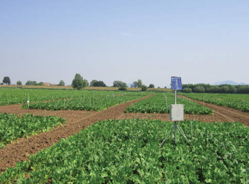 Barbabietola, la strategia contro cercospora e oidio cercospora