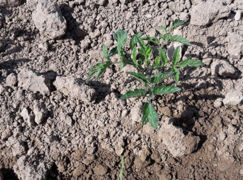 Pomodoro da industria, la concimazione ottimale pomodoro