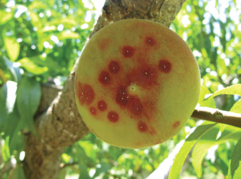 Colpire le neanidi delle cocciniglie cocciniglie