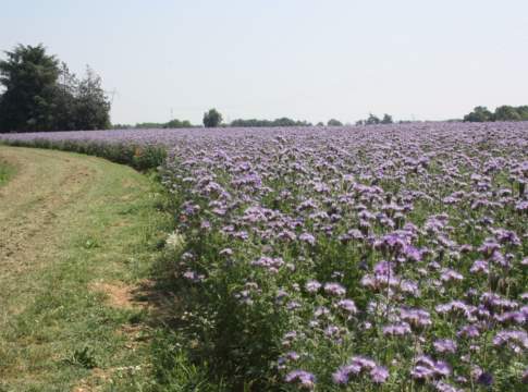 Ambiente, arriva il mais che salva le api api