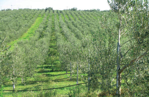 www.novagricoltura.com oliveto