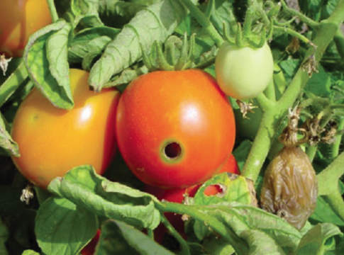 I nemici del pomodoro da mensa pomodoro